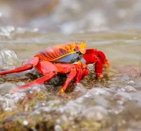 sally lightfoot crab