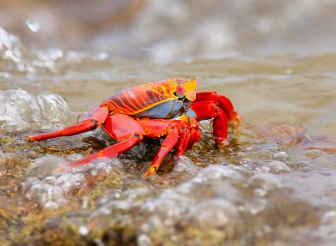 sally lightfoot crab