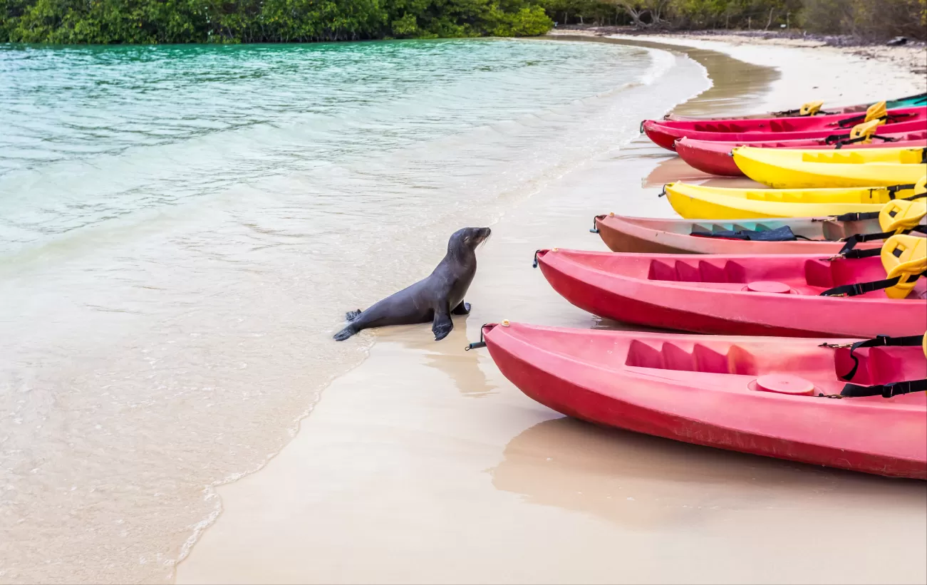 Sea lion by the kayaks
