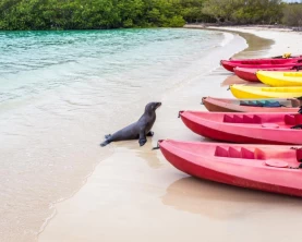 Sea lion by the kayaks