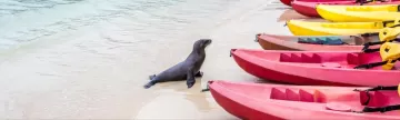 Sea lion by the kayaks