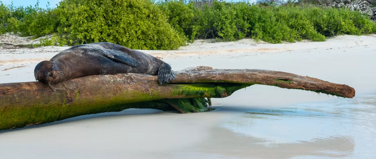 Sleepy sea lion on a log