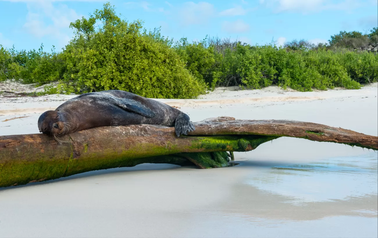 Sleepy sea lion on a log