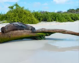 Sleepy sea lion on a log