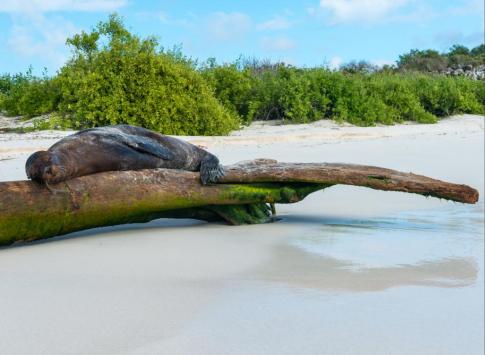 10 Best Galapagos Cruises Tours Trips For 2019 2020 By Adventure Life Sleepy Sea Lion On A Log