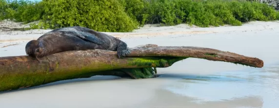 Sleepy sea lion on a log