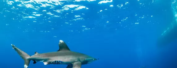 White tipped shark