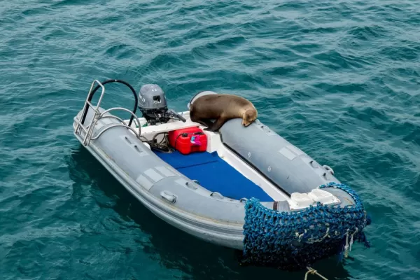 Sea lion on a dingy