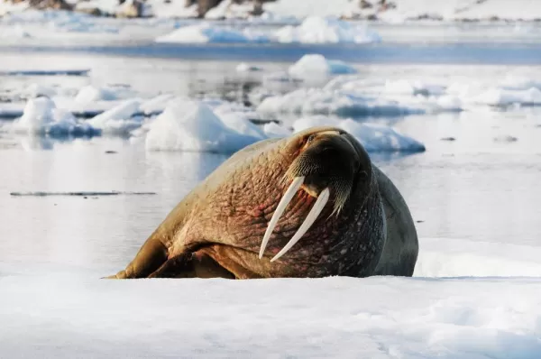 Arctic walrus