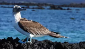 Elizabeth Bay, Isabela Island, Galapagos, Blue Footed Booby