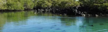 Elizabeth Bay, Isabela Island, Galapagos