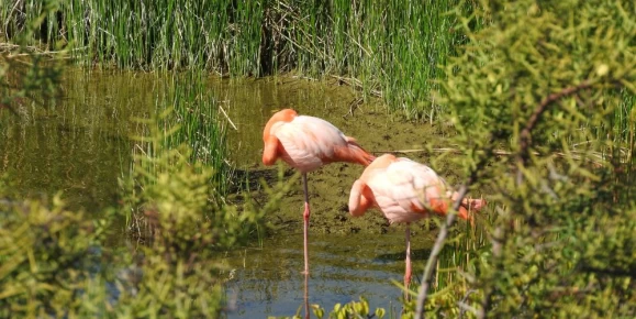 Moreno Point, Isabela Island, Galapagos, Flamingo