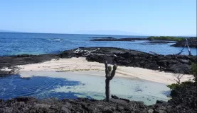Moreno Point, Isabela Island, Galapagos