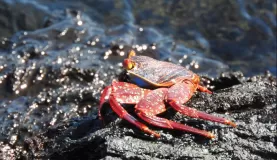 Moreno Point, Isabela Island, Galapagos, Sally Lightfoot Crab