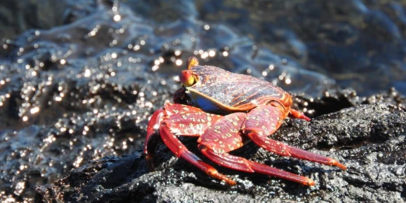 Moreno Point, Isabela Island, Galapagos, Sally Lightfoot Crab