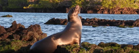 Elizabeth Bay, Isabela Island, Galapagos, Sea Lion
