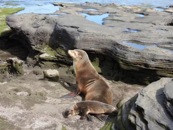 Punto Egas, Santiago Island, Galapagos, Sea Lion