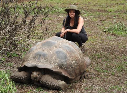 Santa Cruz Island, Galapagos, Tortoise