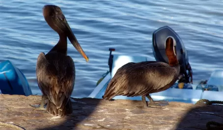 Pelican friends