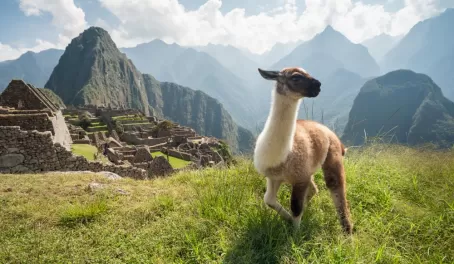 Llama at Machu Picchu ruins