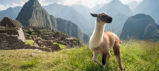 Llama at Machu Picchu ruins