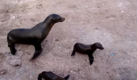 Little family of sea lions