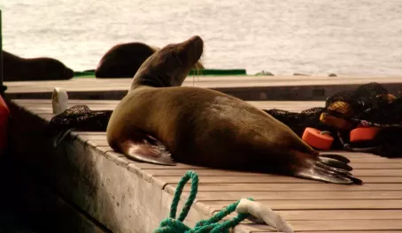 ...and more sea lions