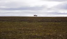 Caribou on the ridge