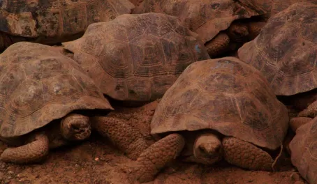 Tortoise group