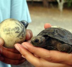 Tortoise baby!