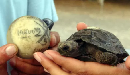 Tortoise baby!