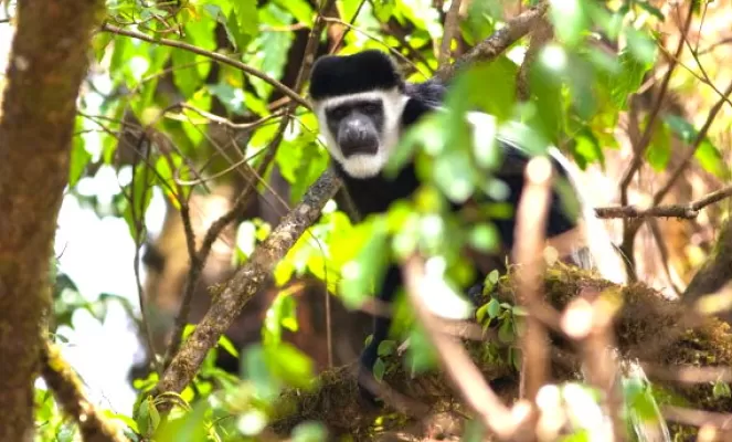Monkey spotted in Bale Mountains