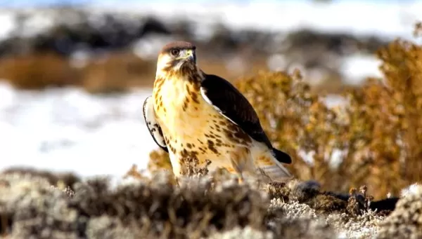 Bird species are abundant in Bale Mountains