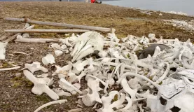 Beluga bones at Bamsebu.