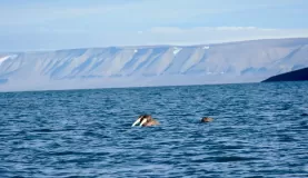 Walrus swimming at Kapp Lee.