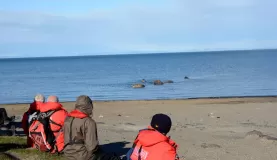 Watching Walrus from the beach at Kapp Lee.