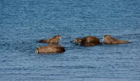 A herd of Walrus at Kapp Lee.