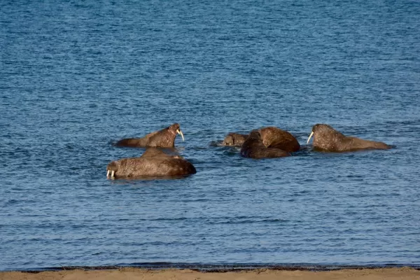 A herd of Walrus at Kapp Lee.