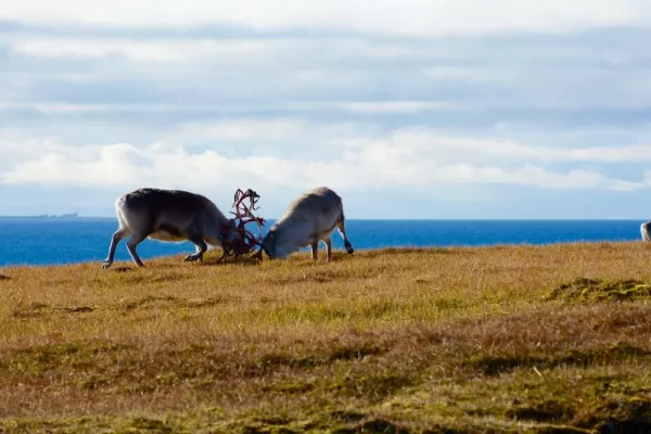 Reindeer sparring at Alkhornet.