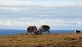 Reindeer sparring at Alkhornet.