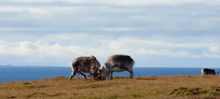 Reindeer sparring at Alkhornet.