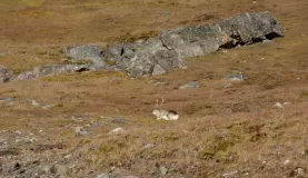 Reindeer at Alkhornet.