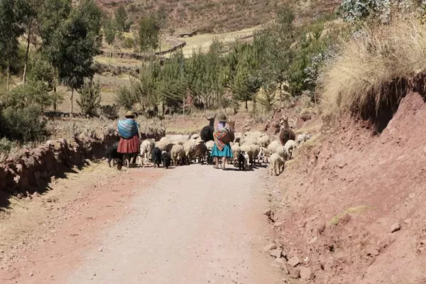 herding the sheep and llamas