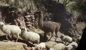Mountain traffic jam of llama and sheep