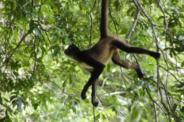 Spider monkey at Tikal