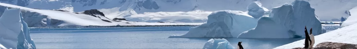 Penguin and landscape