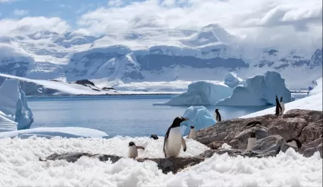 Penguin and landscape