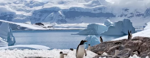 Penguin and landscape