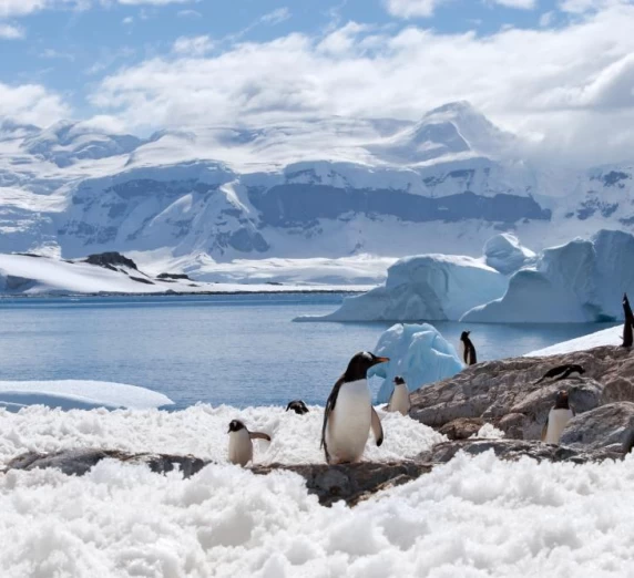 Penguin and landscape