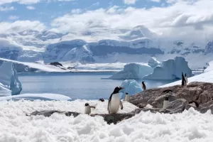 Penguin and landscape